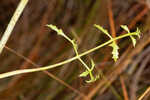 Coastal plain angelica